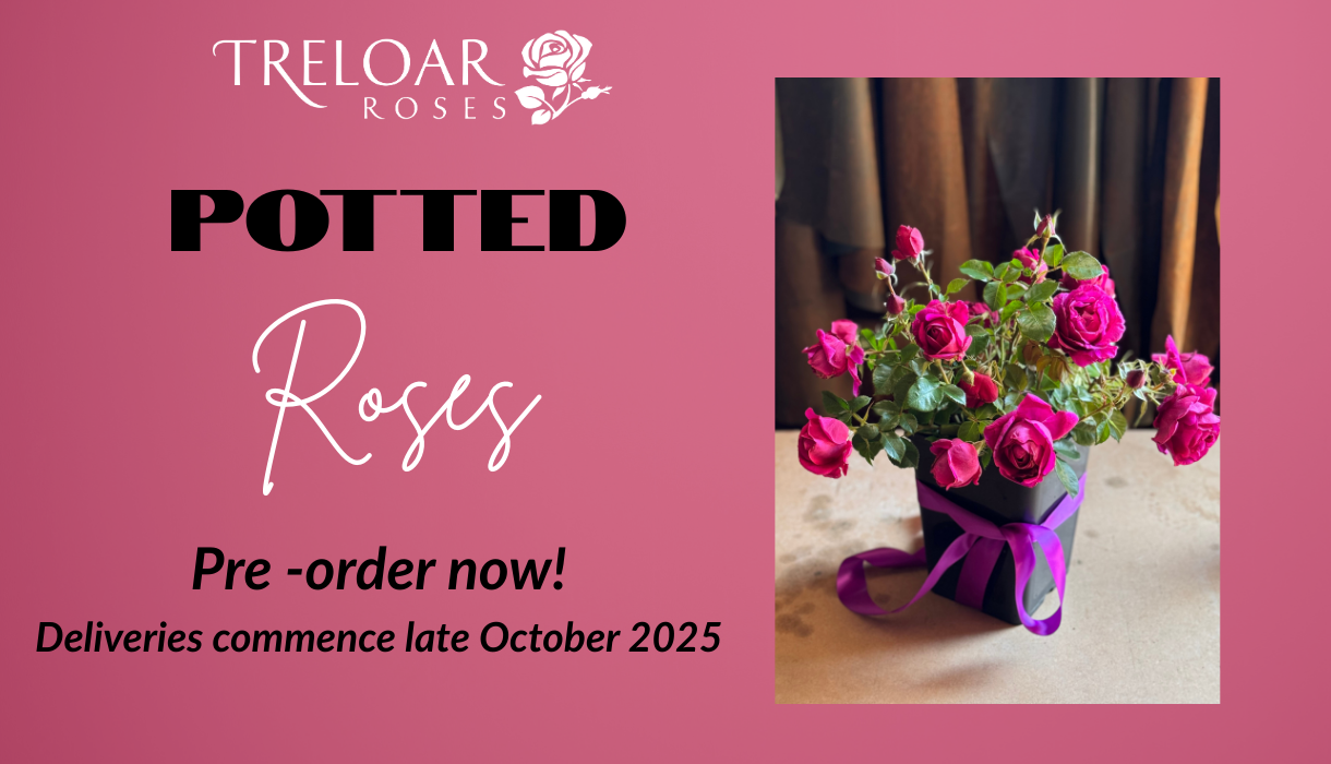 Potted Roses Pre Order